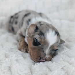 Girl 2 (Pink) - Blue merle female Australian Shepherd puppy in Yakima, Washington from Naches Heights Ranch