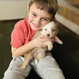 Red Merle - Red merle male Australian Shepherd puppy in Saratoga Springs, New York from Rock Springs Australian Shepherds