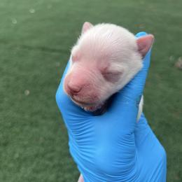 Kiwi - Wheaten male Miniature Schnauzer puppy in Hemet, California from Journee Home Mini Schnauzers