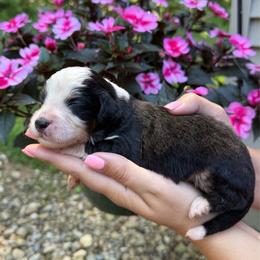 Levi - Tri-color male Bernedoodle puppy in Perrysville, Ohio from Pleasant Valley Bernedoodles