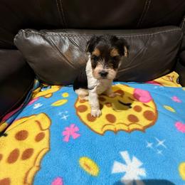 Cookie - Parti female Yorkshire Terrier puppy in Madera, California from Rosann's Yorkshire Terriers