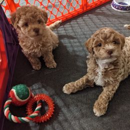 Labradoodle Puppies from Tug Hill Mini Labradoodles