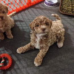 Labradoodle Puppies from Tug Hill Mini Labradoodles
