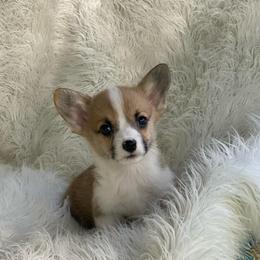 Trenton - Sable male Pembroke Welsh Corgi puppy in Morton, Mississippi from Southern Magnolia Corgis