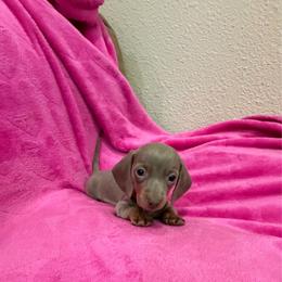 Isabell - Fawn (Isabella) female Dachshund puppy in Grass Valley, California from Mis Doxie