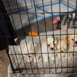 Maltese Puppies from My Precious pups