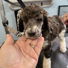 White collar female - Brindle female Poodle puppy in Maryland from Hernwood Heelers & Poodles