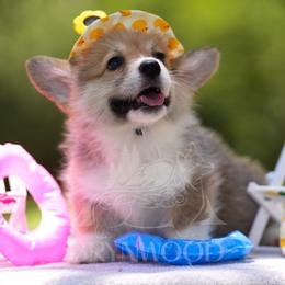 Blue Collar - Red male Pembroke Welsh Corgi puppy in Terrell, Texas from Brynwood Pembroke Welsh Corgis