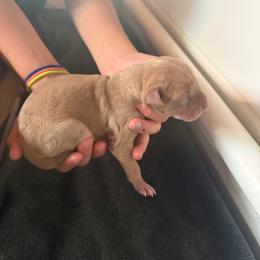 Light purple collar - Merle female Great Dane puppy in Corsica, Pennsylvania from Ferguson Family Danes LLC