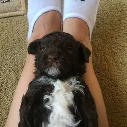 Australian Labradoodle Puppies from Rainier Labradoodles