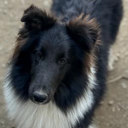 Hoss - Black and white male Shetland Sheepdog puppy in Pleasant Shade, Tennessee from Odyssey Shetland Sheepdogs