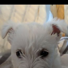 Sweet Pea - Wheaten female Scottish Terrier puppy in Oak Harbor, Ohio from Scotland Yard Kennels