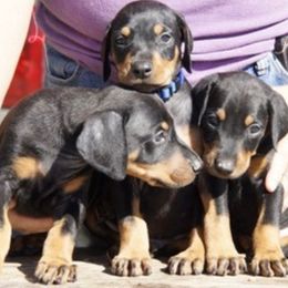 Doberman Pinschers from Pageo Dobermans