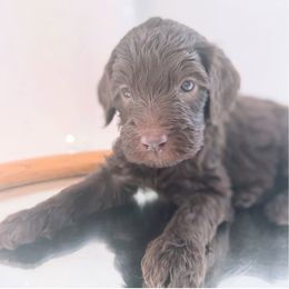 Birdie - Brown and white female Bernedoodle puppy in Orland, California from Shockley’s Elite Doodles