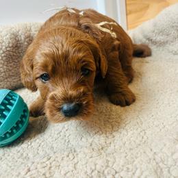 Gold Boy - Red  male Goldendoodle puppy in Denison, Iowa from Violet View Iowa Goldendoodles
