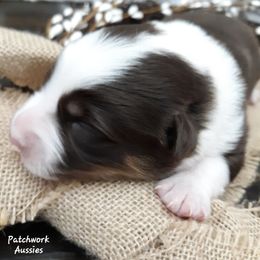 Australian Shepherd Puppies from Patchwork Kennels