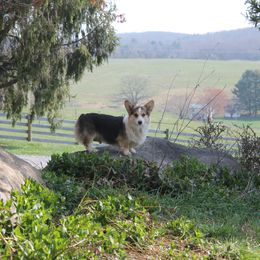 Pembroke Welsh Corgi Puppies from Cedar Springs Corgis