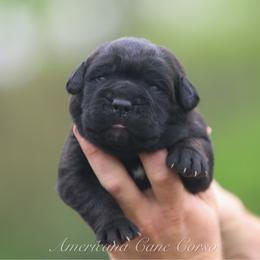 Girl 1 - Black brindle female Cane Corso puppy in Cable, Ohio from Americana Cane Corso