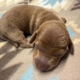 Bubs - Dapple male Dachshund puppy in Harrison, Arkansas from Dachshunds on the Hill