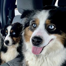 Australian Shepherds from Moss Crick Australian Shepherds