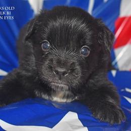 Ava - Black & white female Miniature Australian Shepherd puppy in Patterson, North Carolina from DreamLine Aussies
