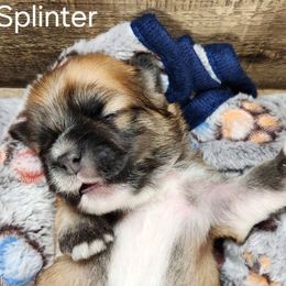 Splinter - Brown male Lhasa Apso puppy in Jefferson, New York from Absolute Lhasa Love