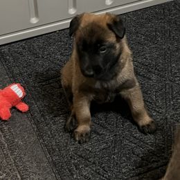 Belgian Malinois Puppies from MonStar Malinois