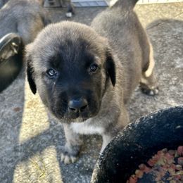 Pugsley - Brindle male Anatolian Shepherd Dog puppy in Williamsburg, Kentucky from Three Little Birds Farm