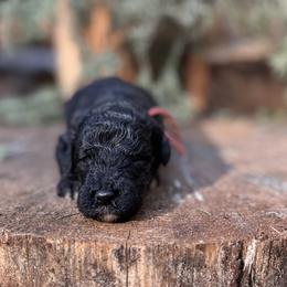 Aries - Black male Goldendoodle puppy in Pollock Pines, California from Penny Lane’s Doodles