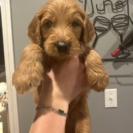 Boy 6 - male Goldendoodle puppy in Pueblo West, Colorado from German Family Goldendoodles