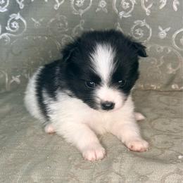 Eeny - Black parti female Pomeranian puppy in Lexington, Oklahoma from BooneDox Miniature Dachshunds