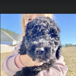 Goldendoodle and Poodle Puppies from CharleighRae Poodles and Doodles