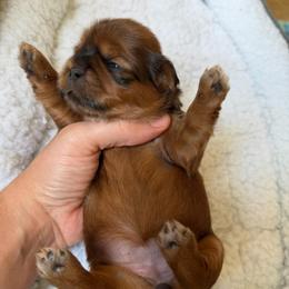 Coral - female Shih Tzu puppy in Kettering, Ohio from The Ruff Life Tribe
