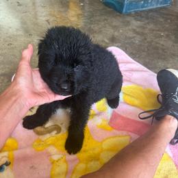 Girl 1 - Black female German Shepherd puppy in Fairdale, Kentucky from Kimberly's German Shepherds
