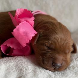 Melon - Dark golden female Golden Retriever puppy in Moses Lake, Washington from Dune Lakes Goldens