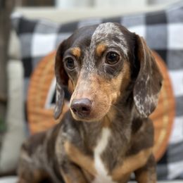Moo - Dachshund
