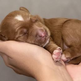 Boy 7 - Red Australian Labradoodle puppy in Tumwater, Washington from South Sound Australian Labradoodles