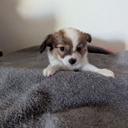 Adrina - White and sable female Papillon puppy in Joshua, Texas from Summertime Kennels