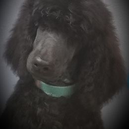 Poodle Puppies from Cabernet Standard Poodles