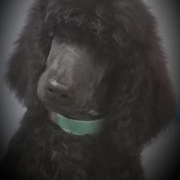 Poodle Puppies from Cabernet Standard Poodles