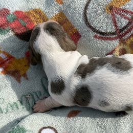 CKC BLACK AND TAN DAPPLE PIEBALD - Dapple male Dachshund puppy in Anderson, California from Golden Paws Dachshunds