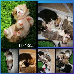 Pembroke Welsh Corgi Puppies from BLACK HILLS CORGIS