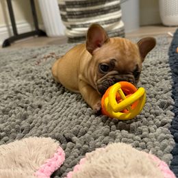 Tucker - Fawn and white male French Bulldog puppy in Madison, Wisconsin from MadCity Frenchies