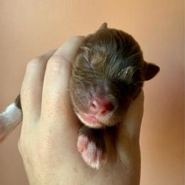 Cinnamon - Red tri female Miniature Australian Shepherd puppy in Gatesville, Texas from Southern Promise Aussie’s