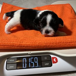 Shihpoo and Shih Tzu Puppies from STORM'S CAPONE  & DAKOTAKIA AKC QUALITY SHIH TZU'S