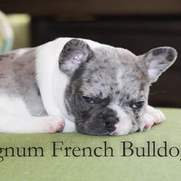 Magnum French Bulldogs breeder of Boston Terrier, French Bulldog
