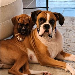 Boxer puppies from Bayla Belle & Blossom's Boxers