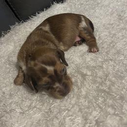 Peanut - Chocolate male Dachshund puppy in Hillsville, Virginia from Bonderosa Kennels