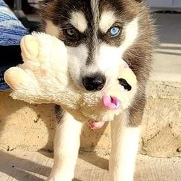 Siberian Huskies from Joel's Husky Kennels