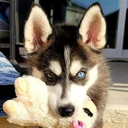 Siberian Huskies from Joel's Husky Kennels